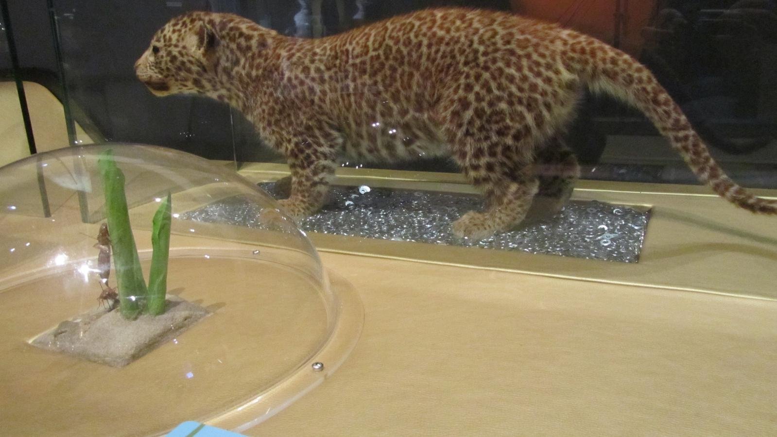 Bebes Animaux L Exposition Du Museum De Toulouse Concue Pour Les Tout Petits